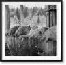 Bruce Weber. The Golden Retriever Photographic Society. Art Edition No. 1–100 ‘Little Bear Ranch, Montana, 1996’