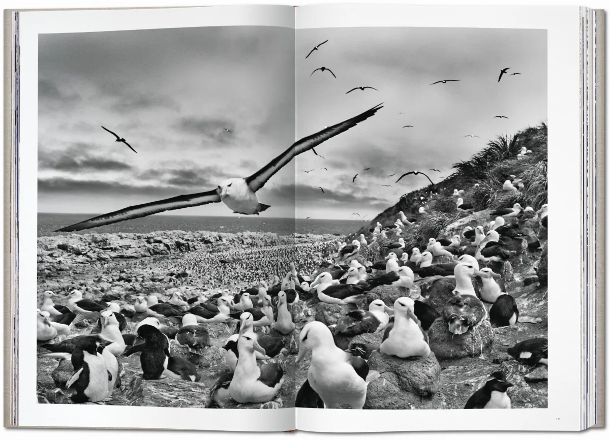 Sebastião Salgado. GENESIS