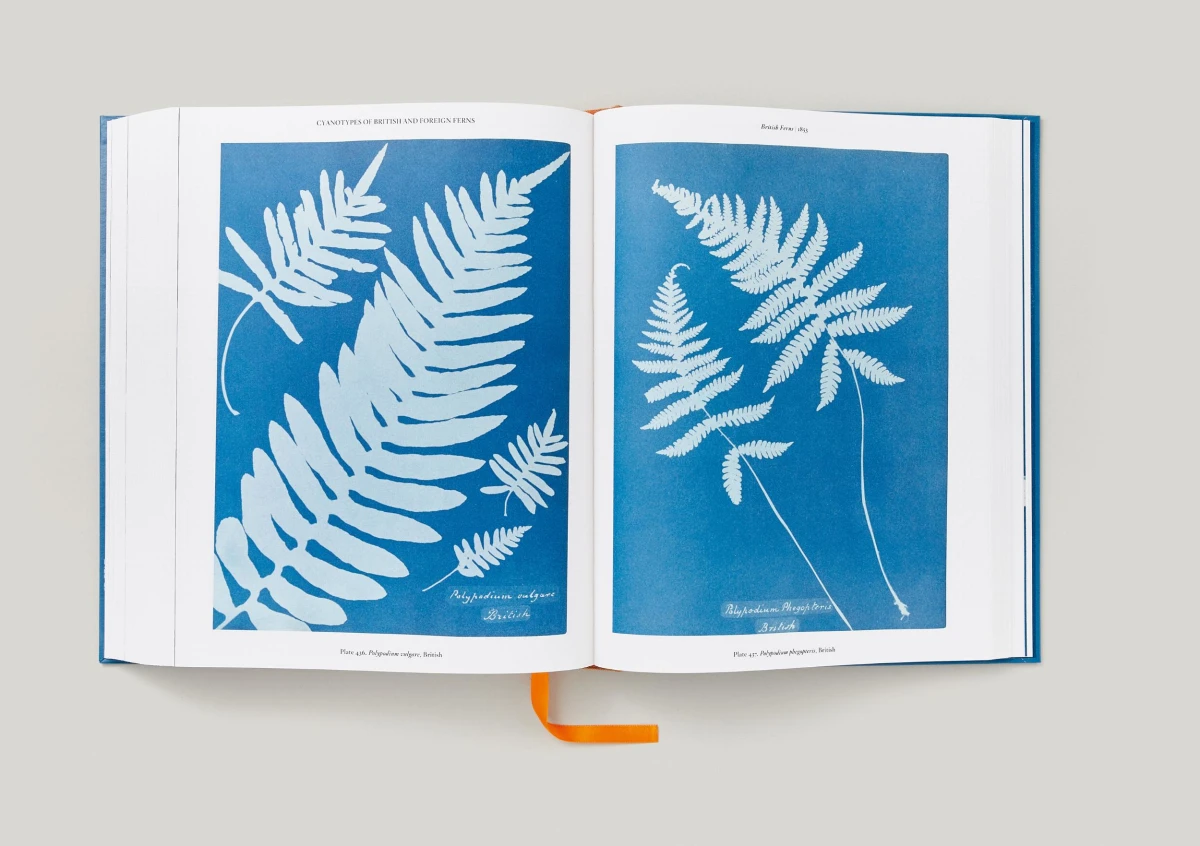 Anna Atkins. Cyanotypes