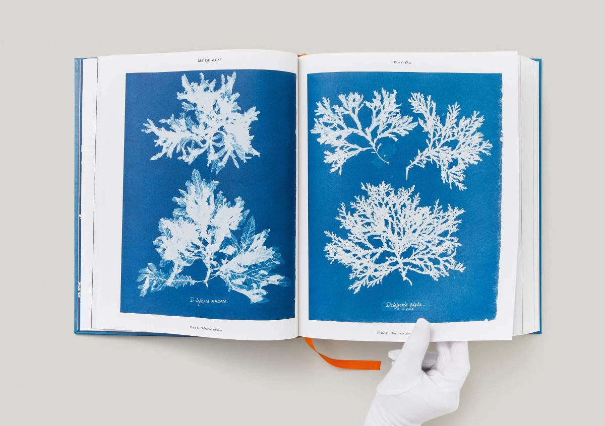 Anna Atkins. Cyanotypes