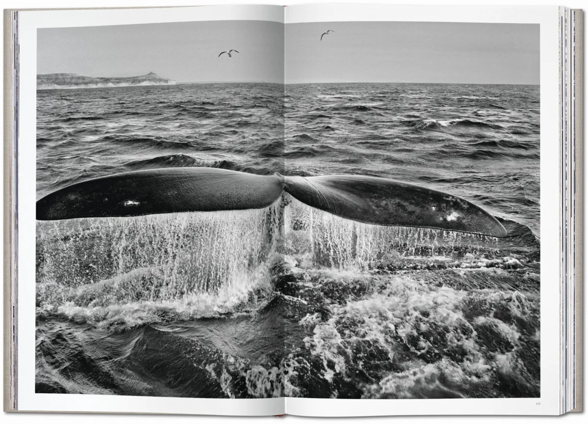 Sebastião Salgado. GENESIS