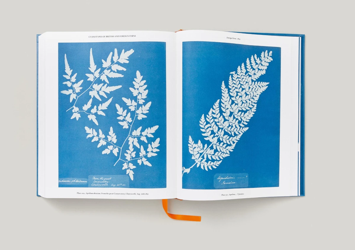 Anna Atkins. Cyanotypes